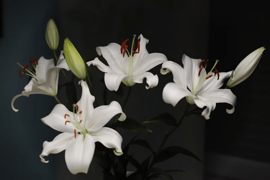 Lilies arrangement